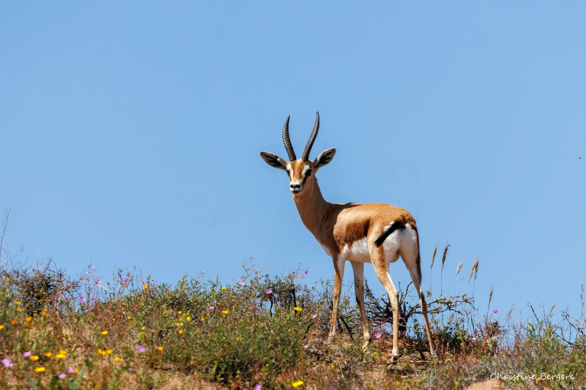 CB-0326-Gazelle.jpg