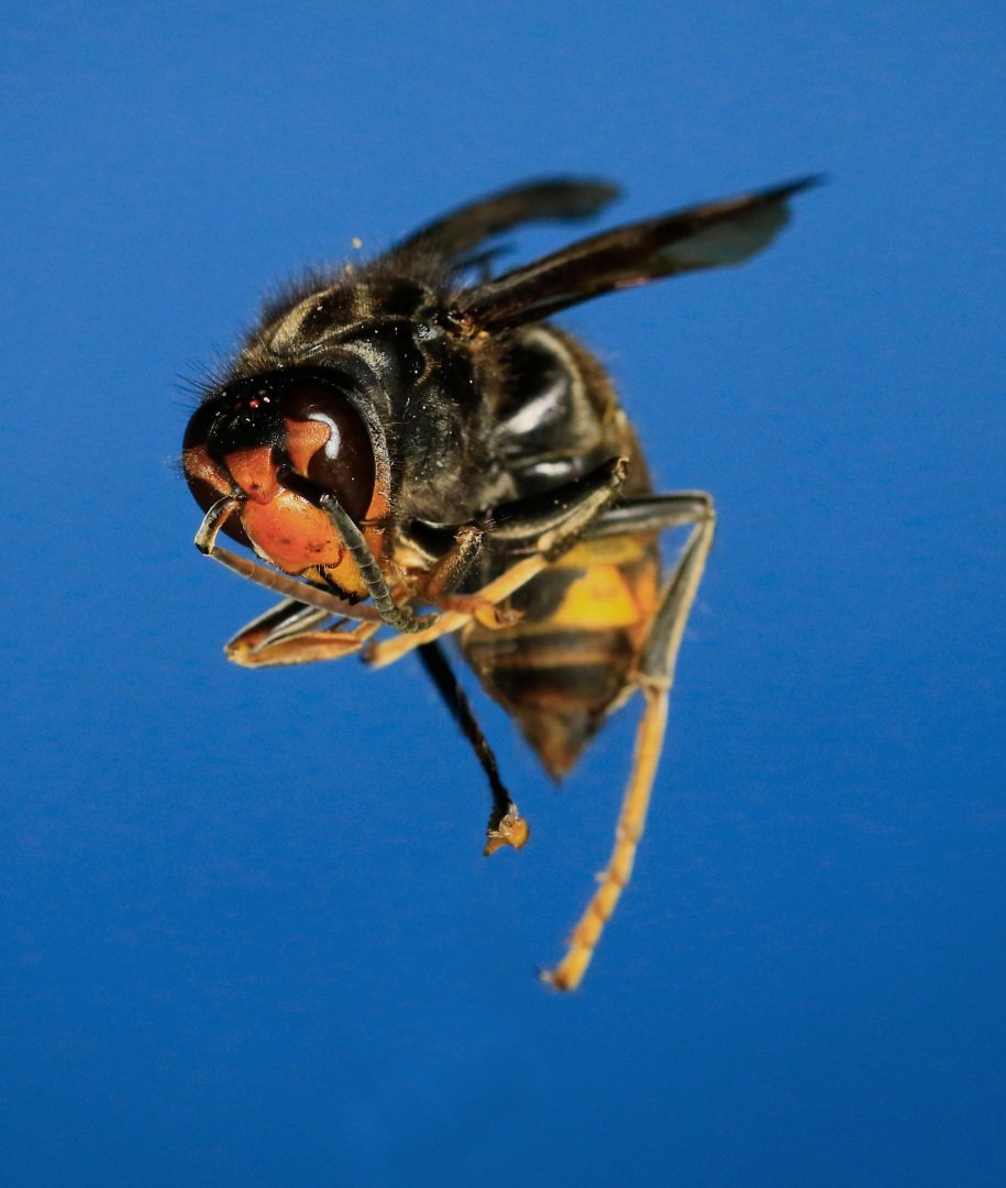 frelon-asiatique-macro-profil-A1B2C2.jpg