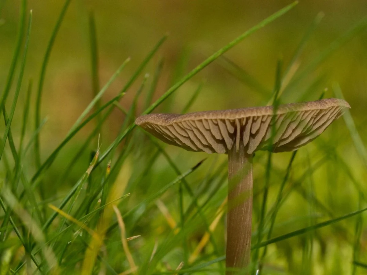 La-jupe-de-Dame-Champignon-senvole-au-vent.jpg