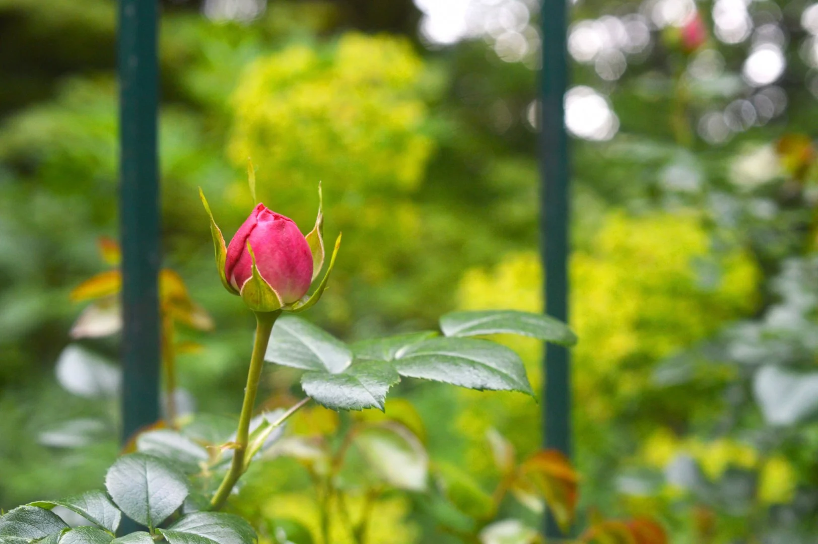 Bouton_De_Rose.jpg