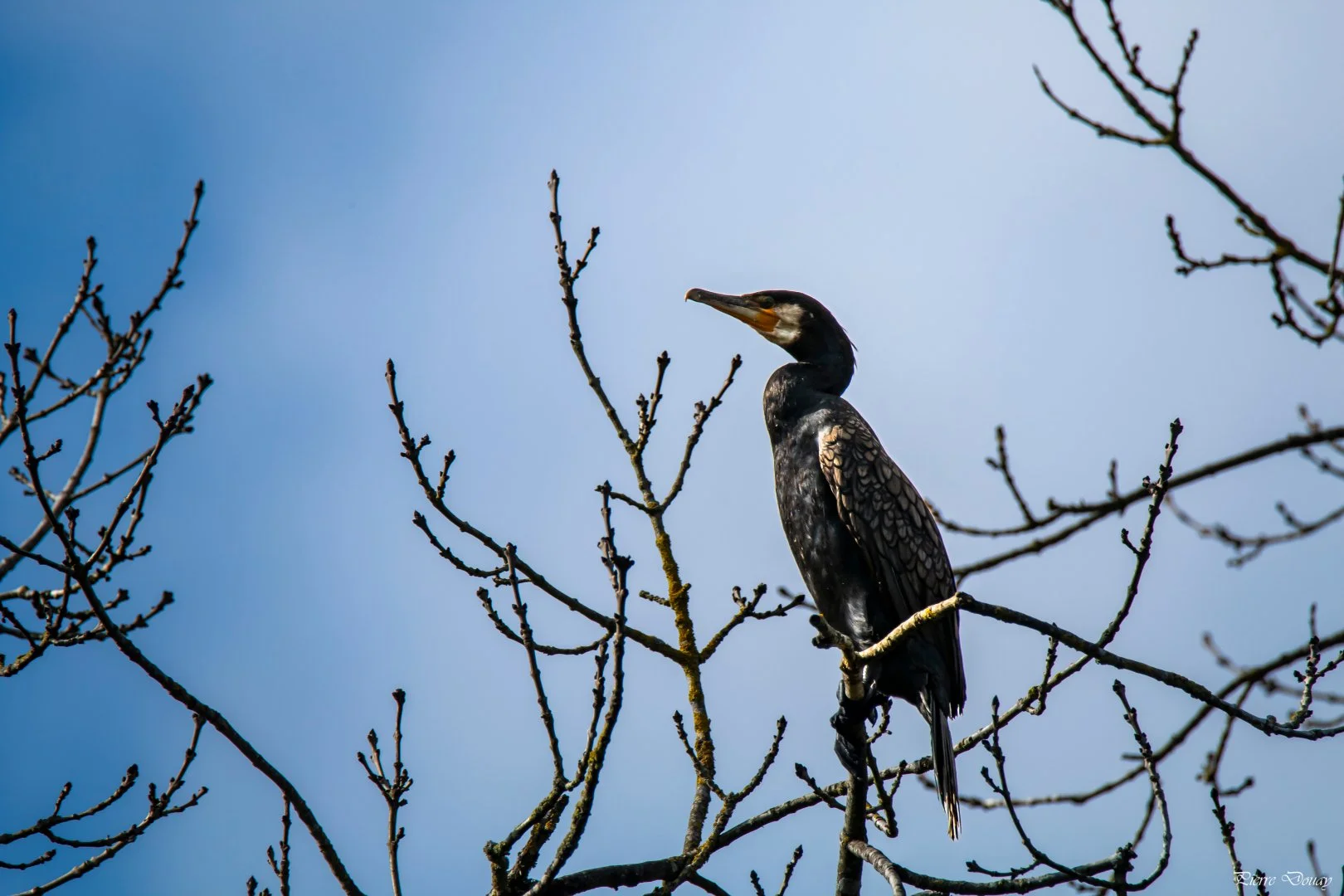 10-25-P-D-Cormoran-10.jpg