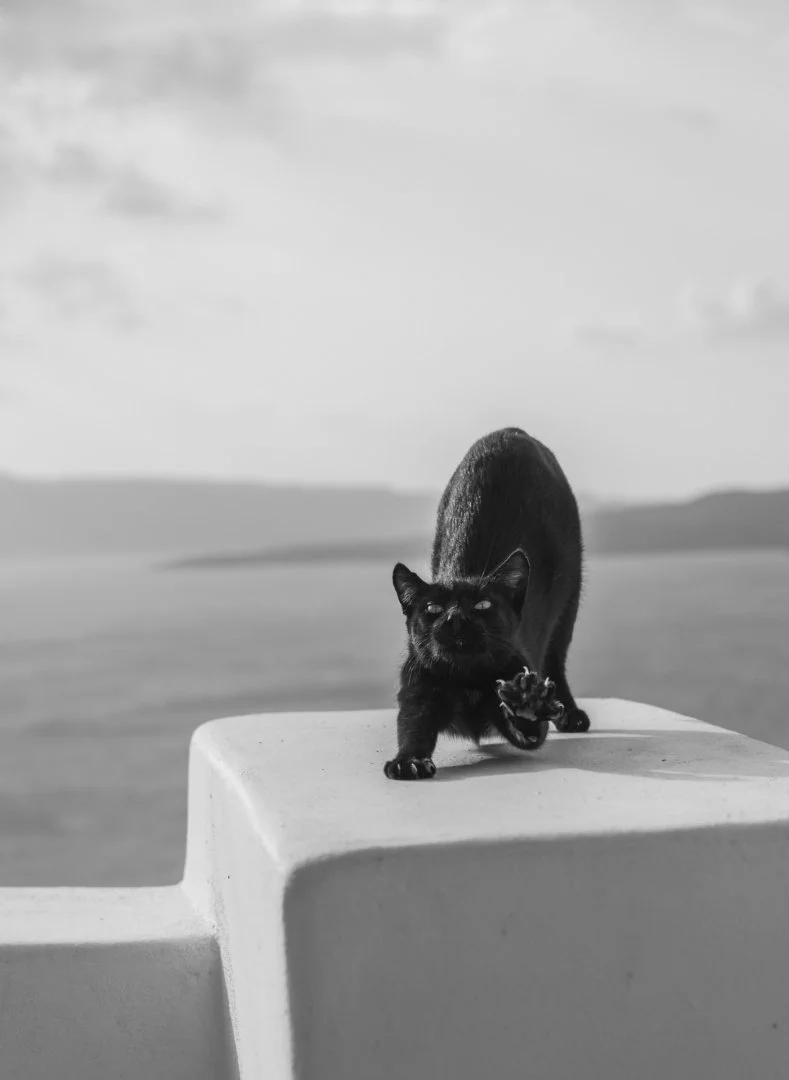 chat-noir-ville-blanche-.jpg
