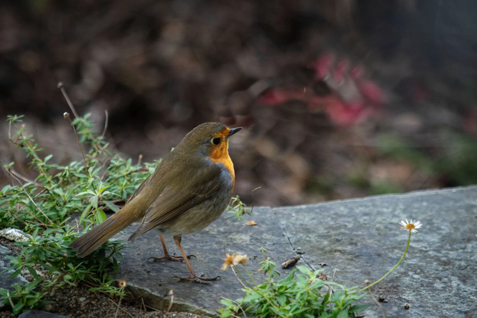 rouge-gorge-.jpg