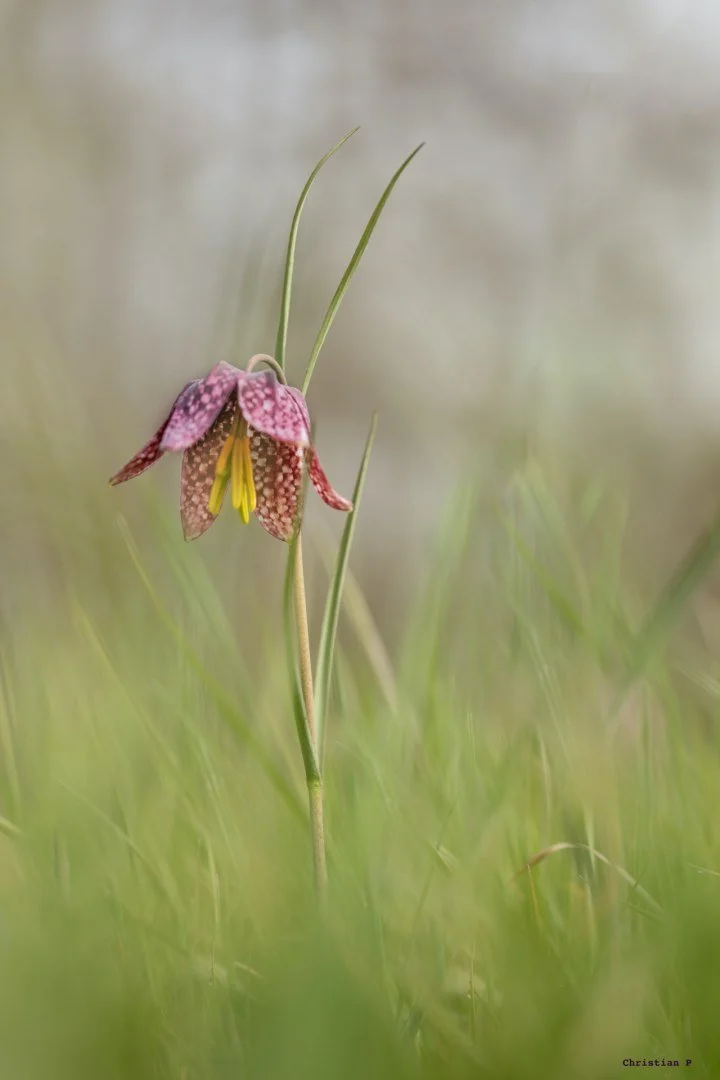 Fritillaires_avril_2021_14.jpg