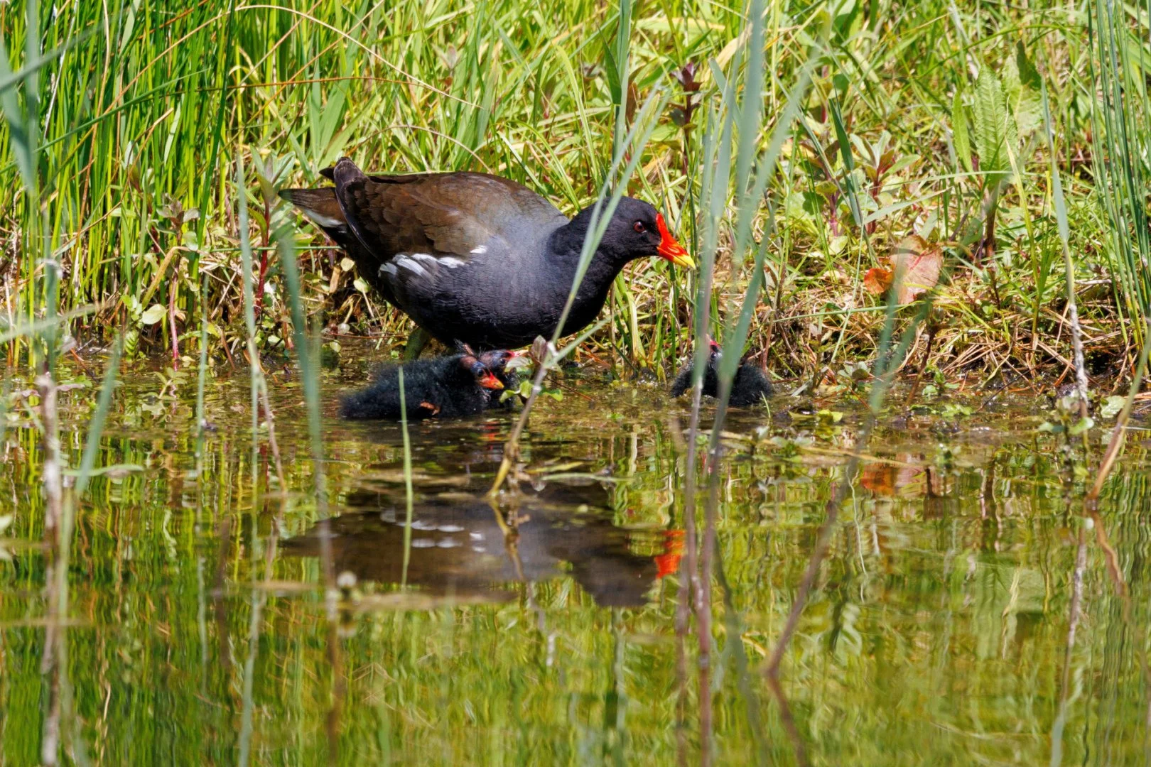 22-LD-0524-Poule-deau.jpg