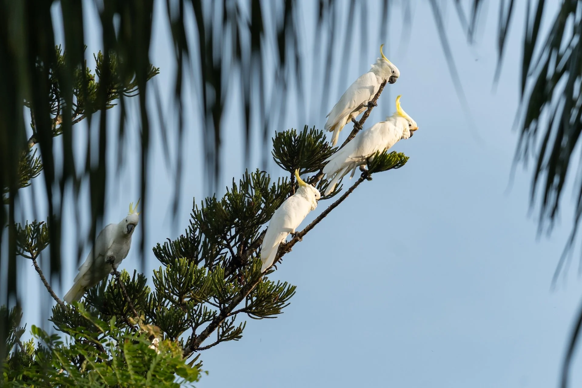 02-26 BH cacatoes blanc 2.jpg