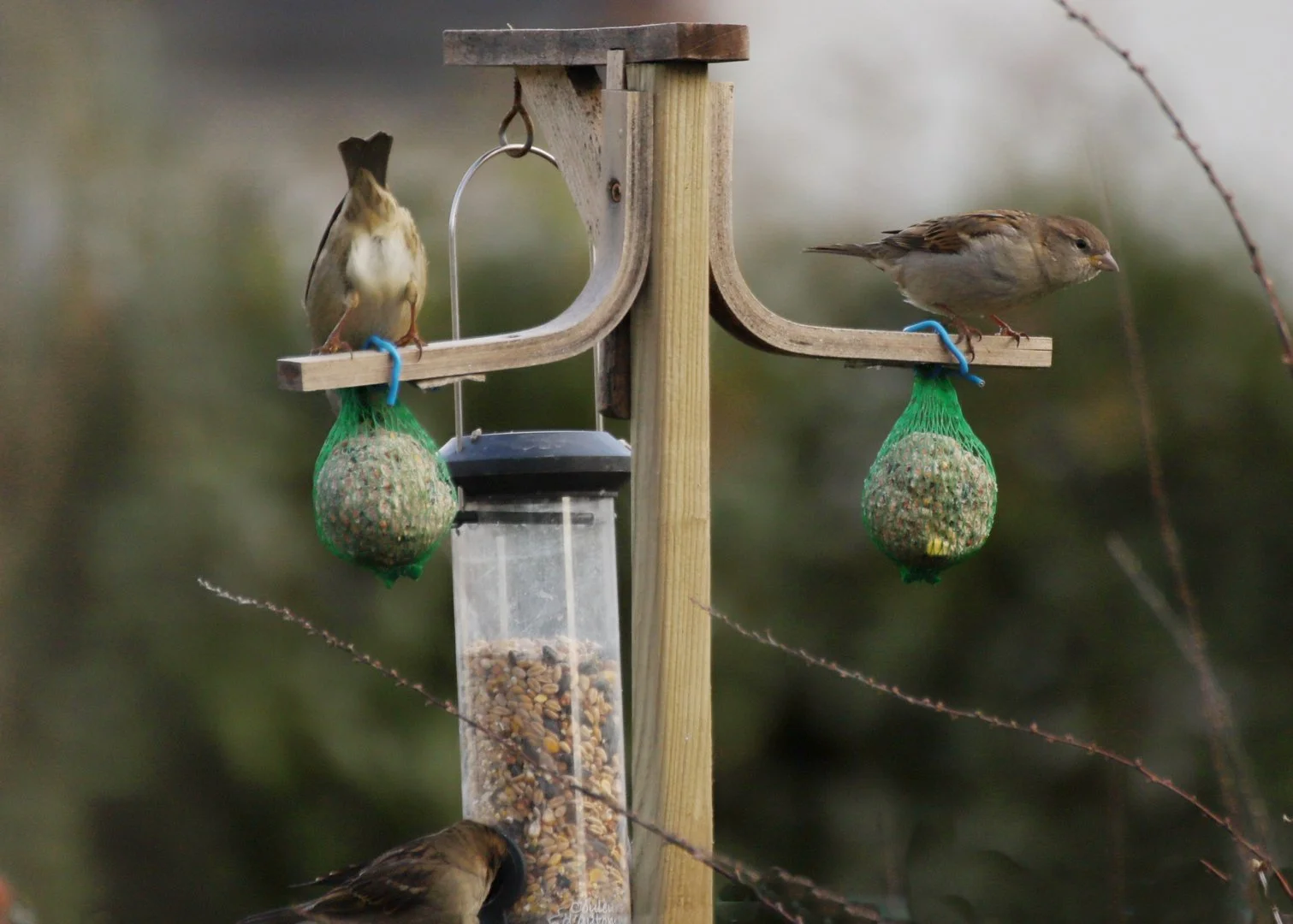 Le-restaurant-des-oiseaux-est-ouvert.jpg