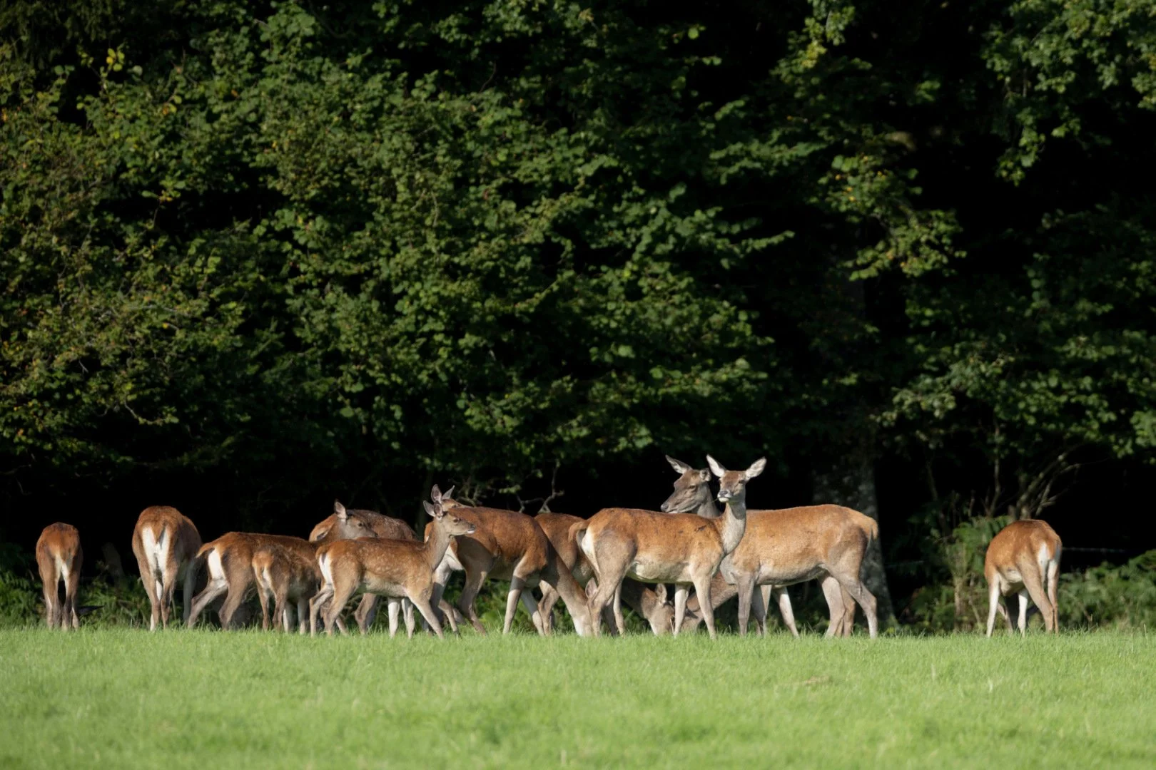 RG_0924_Biche03.jpg