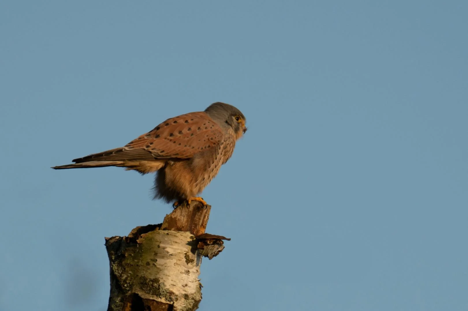 HM-Faucon-crecerelle-Mod-500mm-S-Vit1600s-f6.3-ISO220-Change-DSC_6682_2.jpg