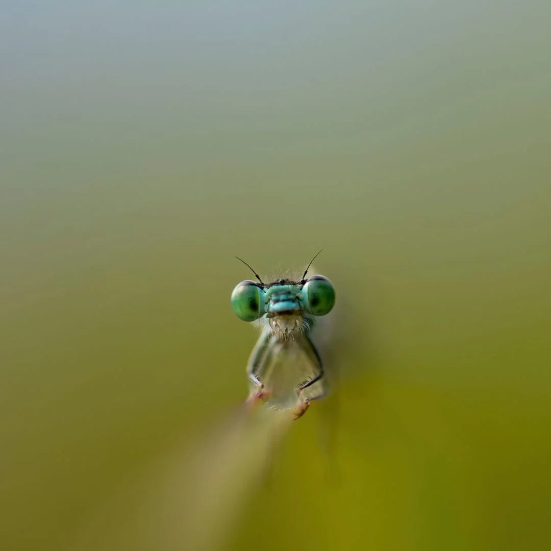 RG_0824_Agrion.jpg