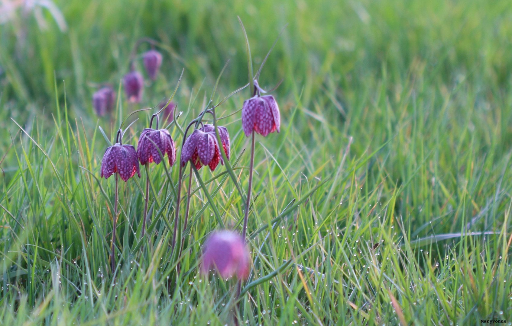 Fritillaires_avril_2021_43.jpg