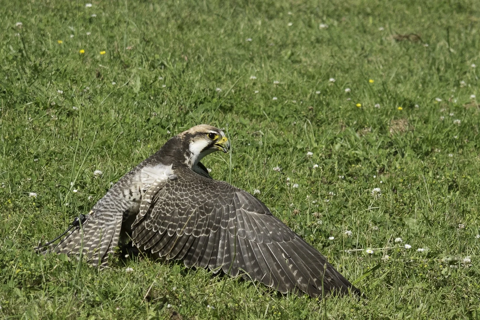 DSC8296.JPG