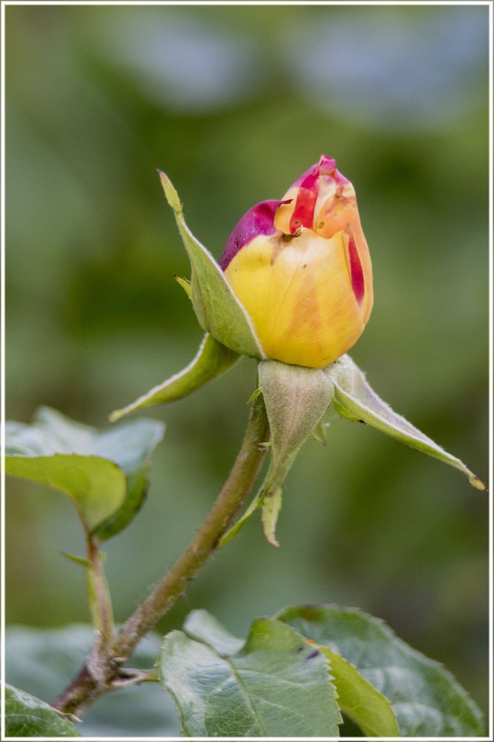 Roses-20.jpg