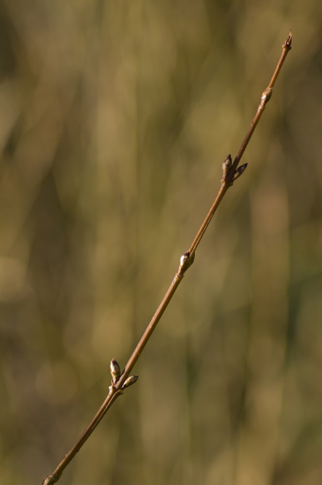 bientot_le_printemps_!_li.jpg