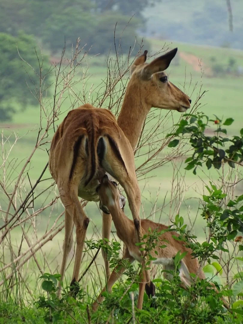 Antilope-et-son-petit...JPG