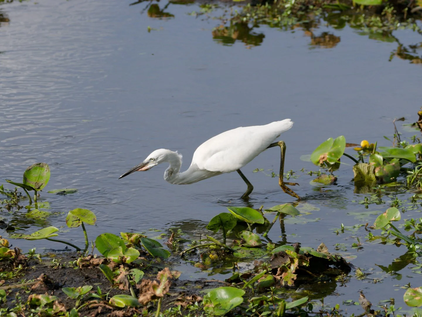 JV-OCT-2025-Aigrette-Garzette-Lac-de-Grand-Lieu-_DxO.jpg