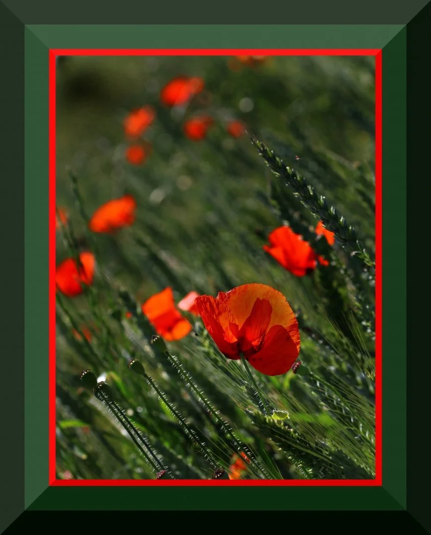Coquelicot.JPG