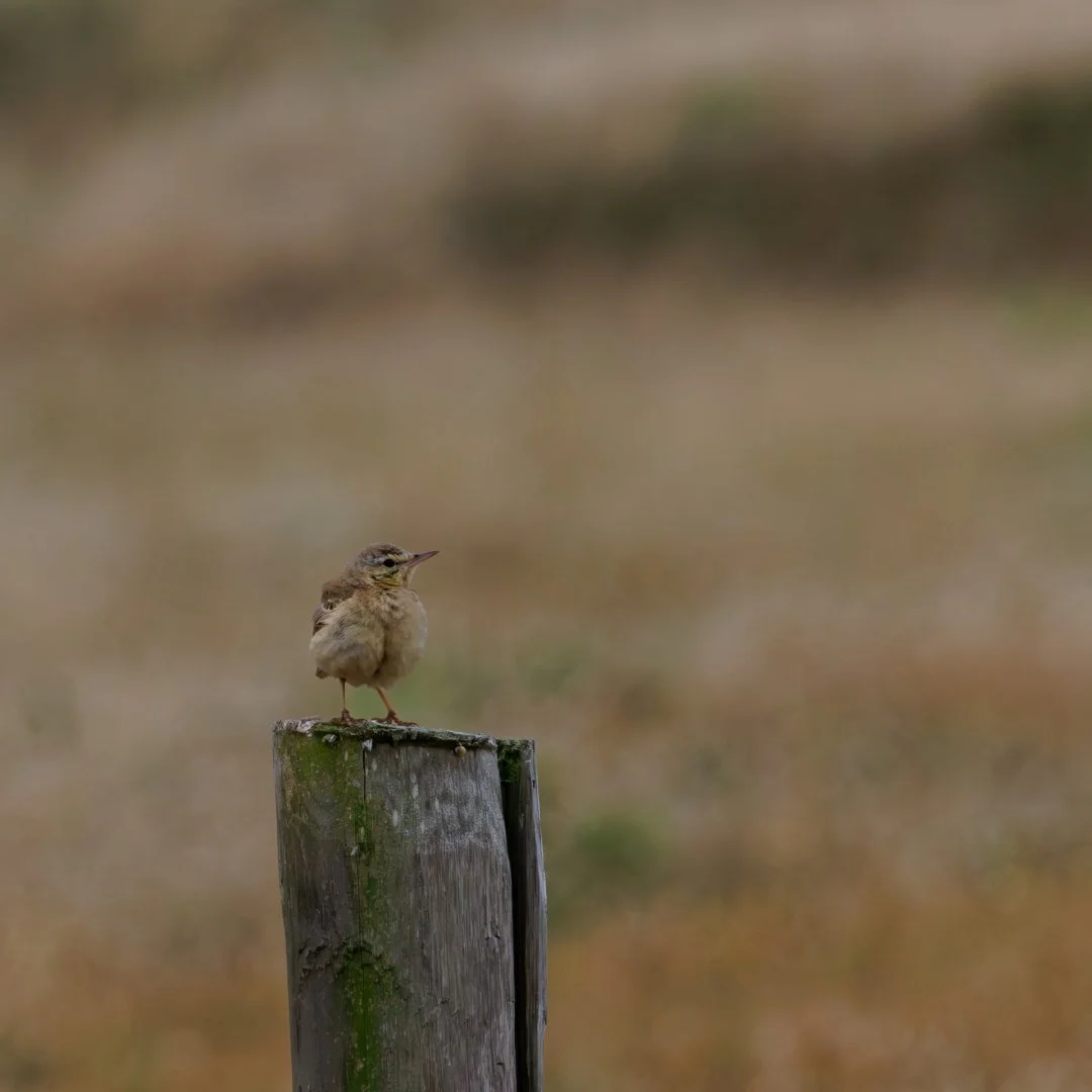 Pipit2.jpg