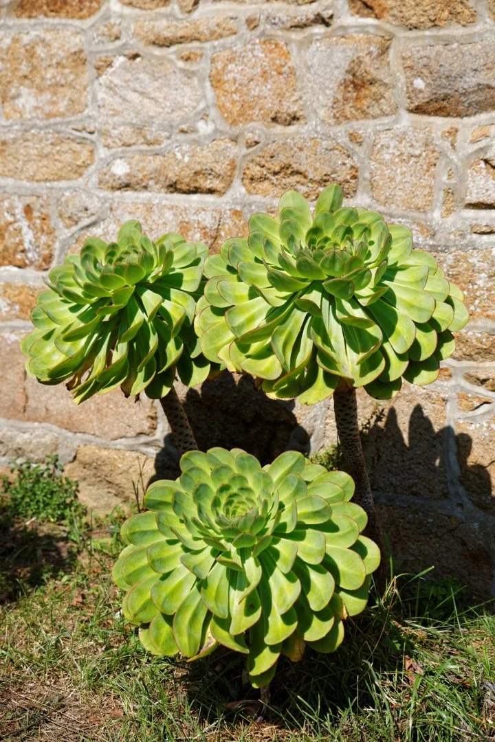 fleurs-géantes.jpg