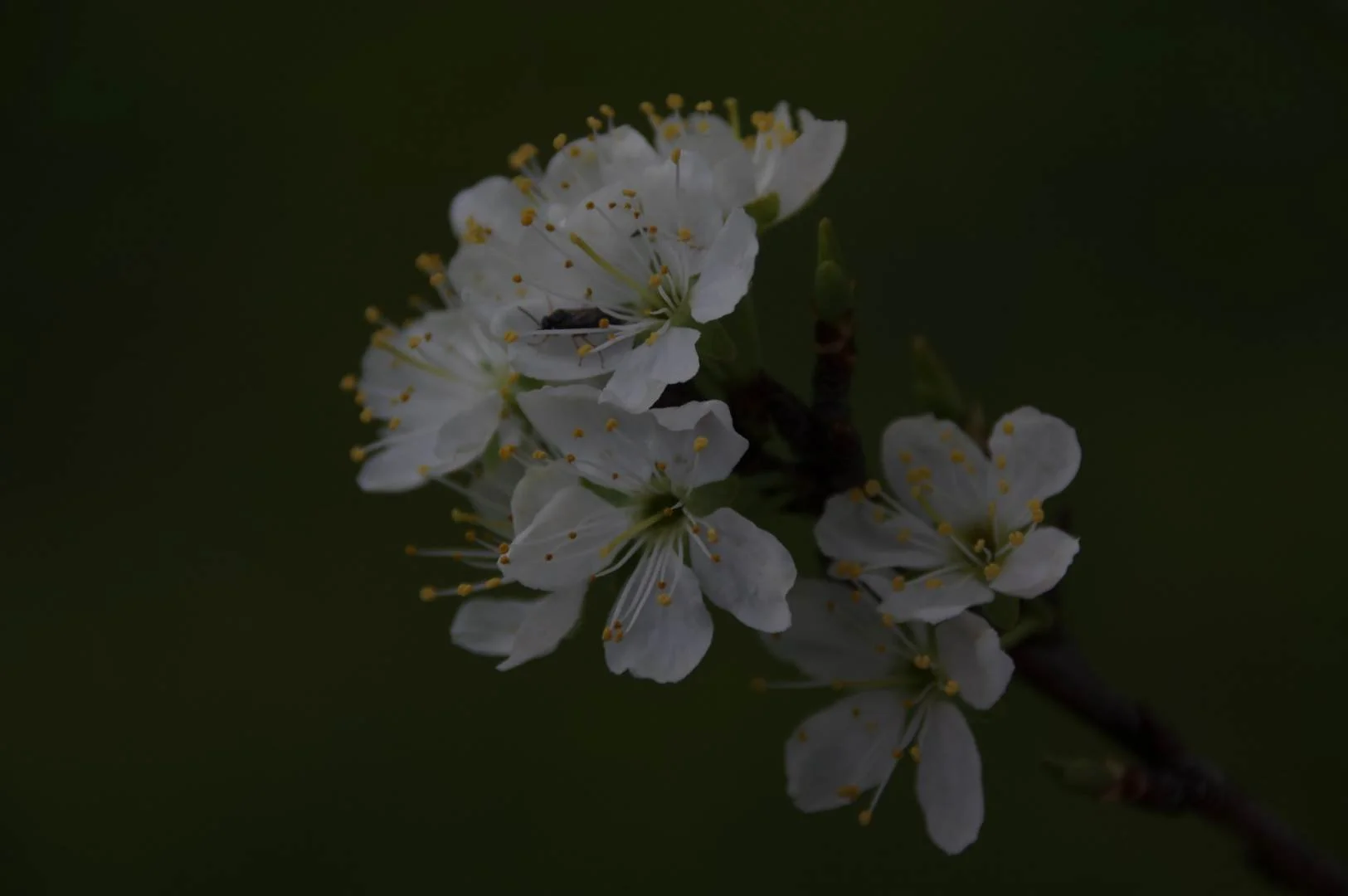 Fleurs-de-prunier.jpg