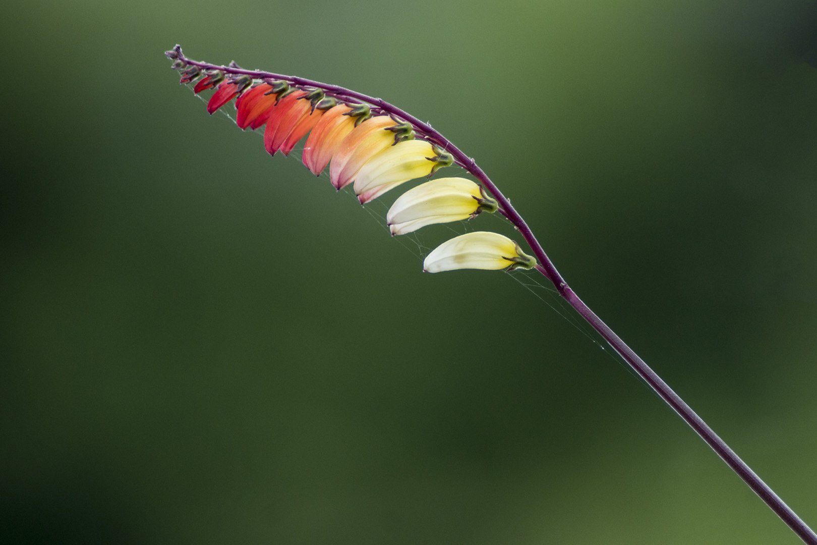 Crocosmia.jpg