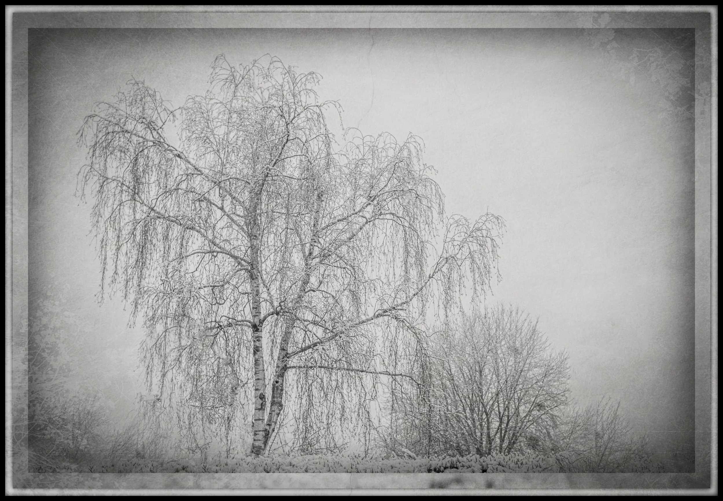 Photo hivernal .jpg