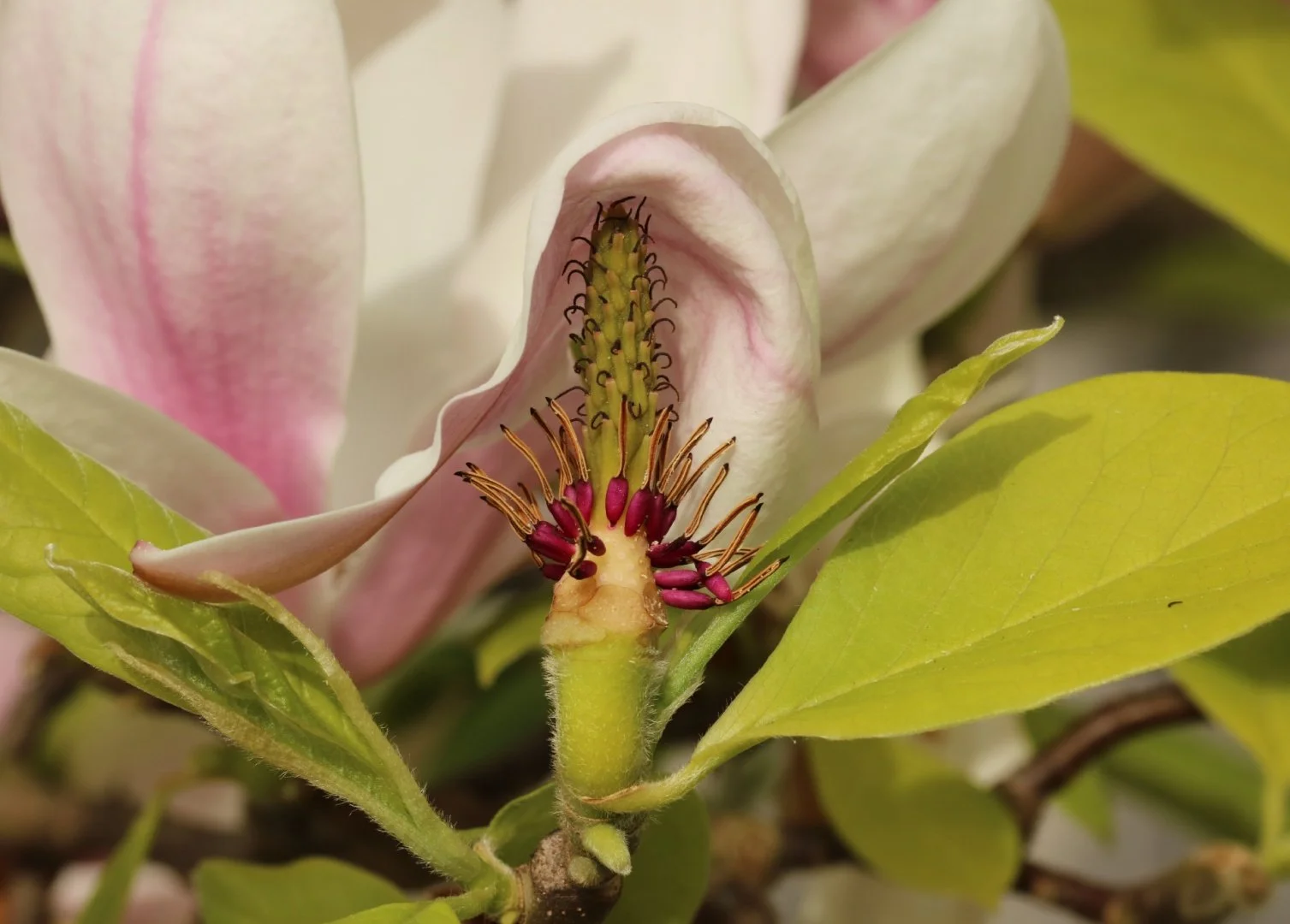 Coeur-de-magnolia.jpg