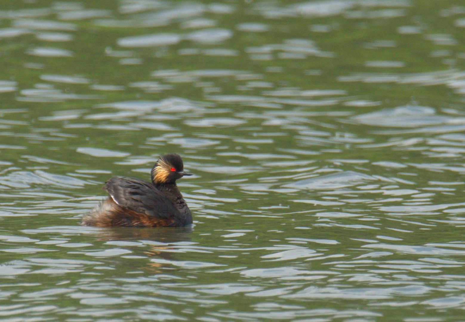 Grebe_A_Cou_Noir_01.jpg