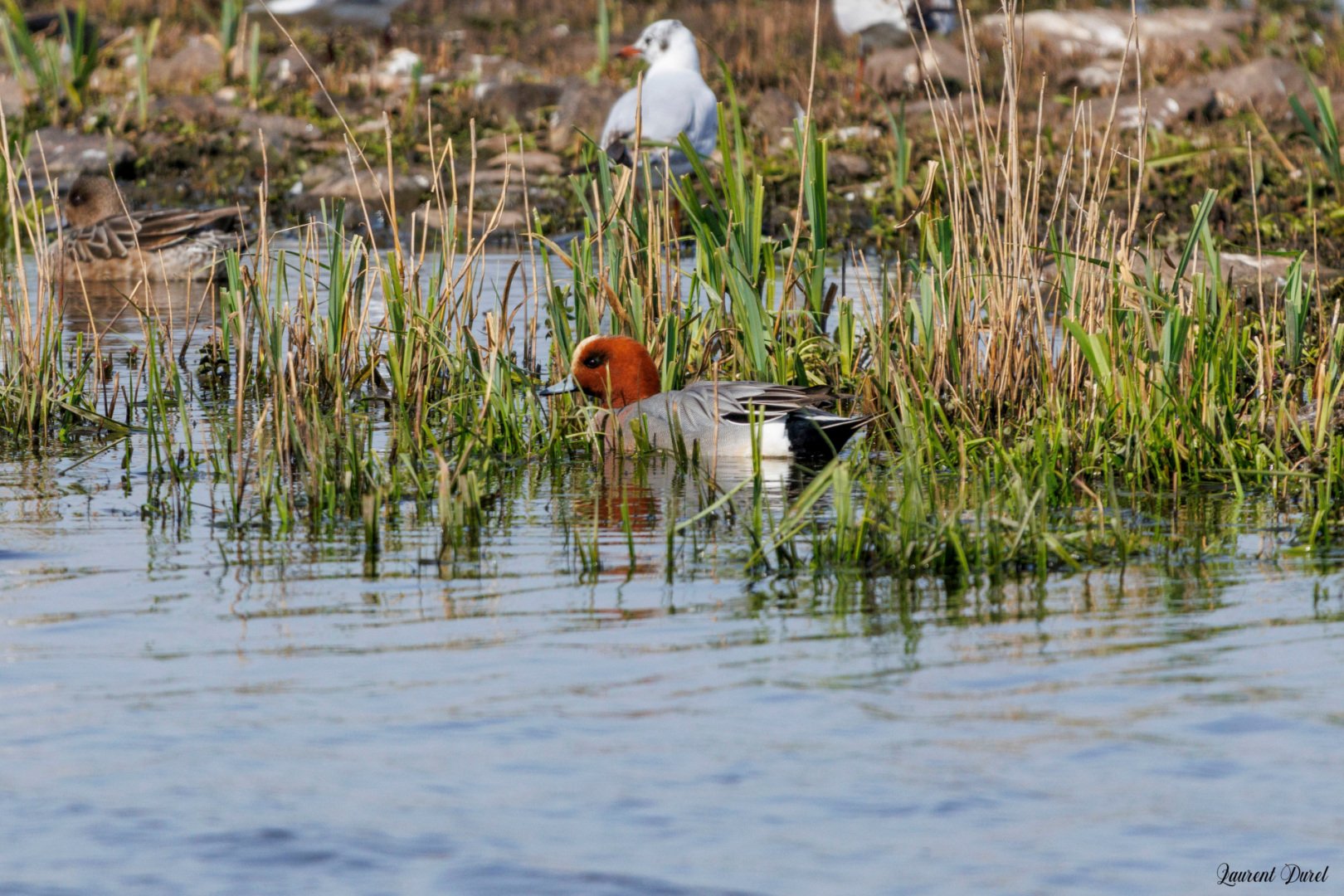 Canard-sifleur-1S6A4096-jpeg.jpg
