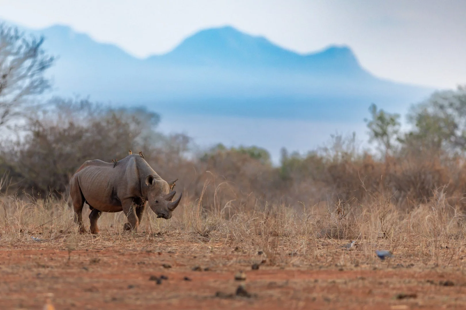 RG_1024_Rhinocerosnoir.jpg