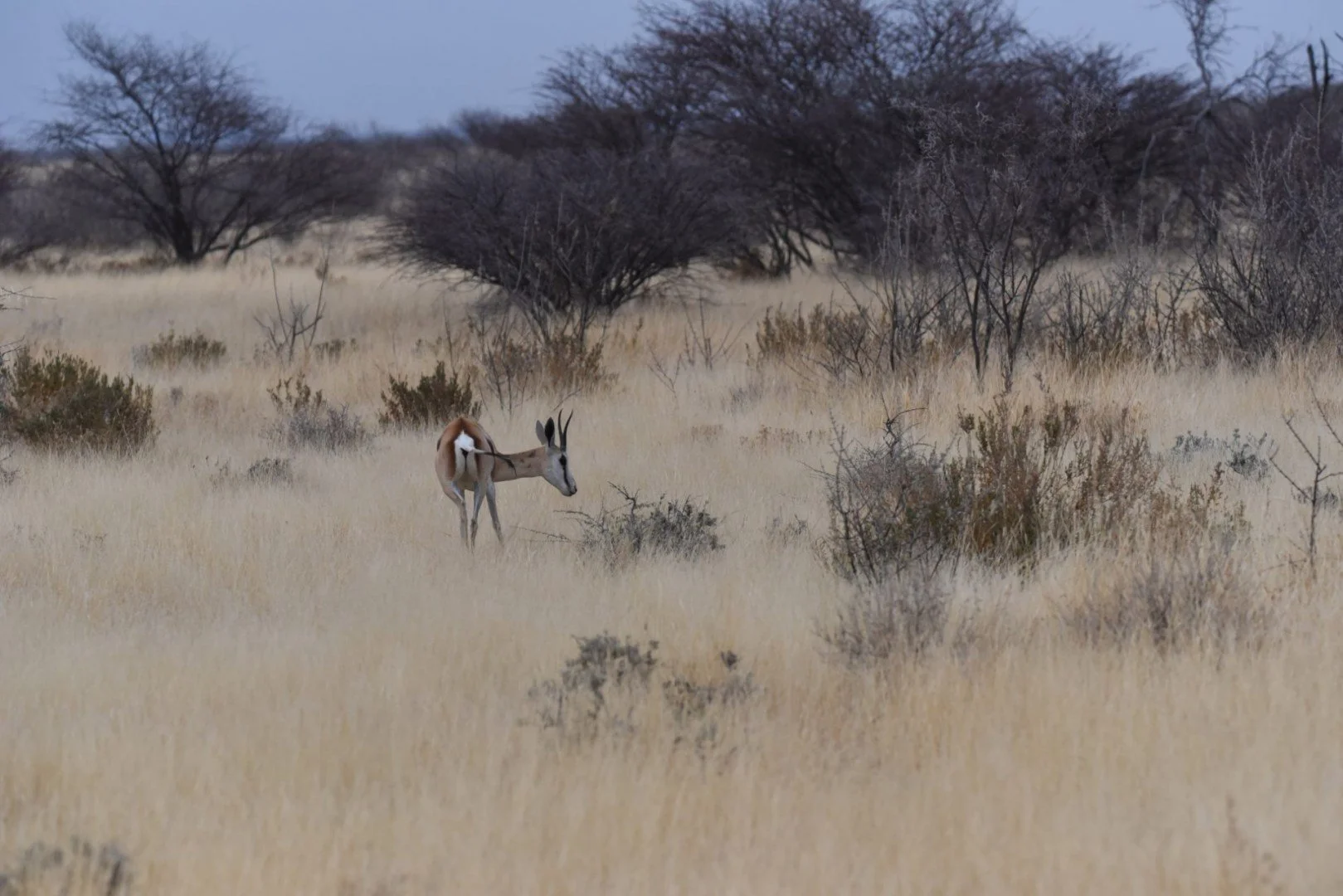 le-springbok-dans-la-savane-dsc_5270a.jpg