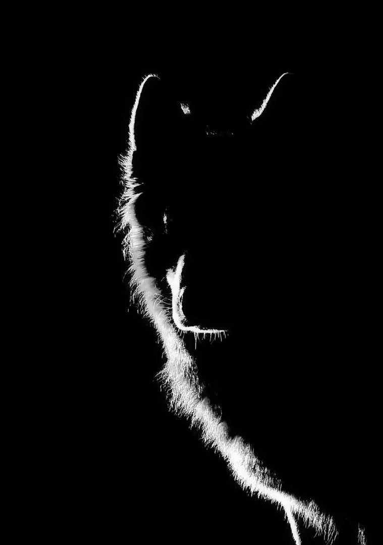 entre-chien-et-loup.jpg