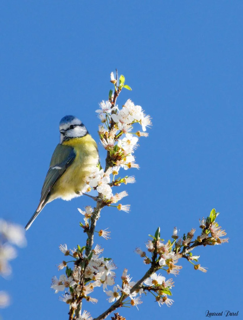 2-0324-LD-Mesange-bleue.jpg