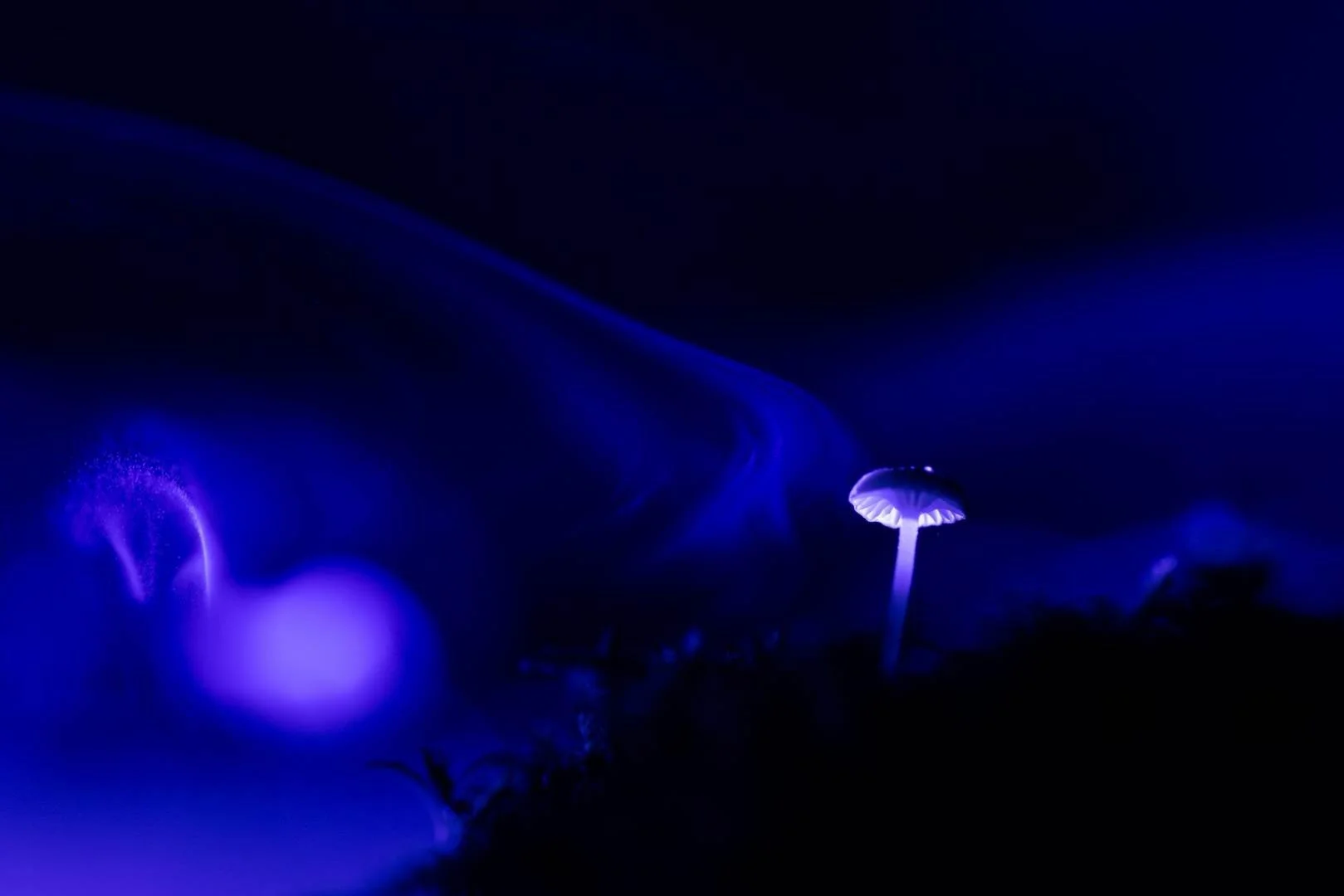 RG_1125_Champignon02.jpg