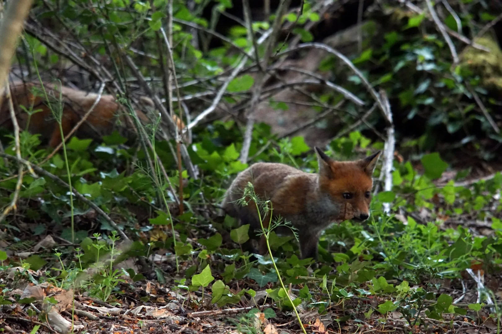 Renard-7.jpg
