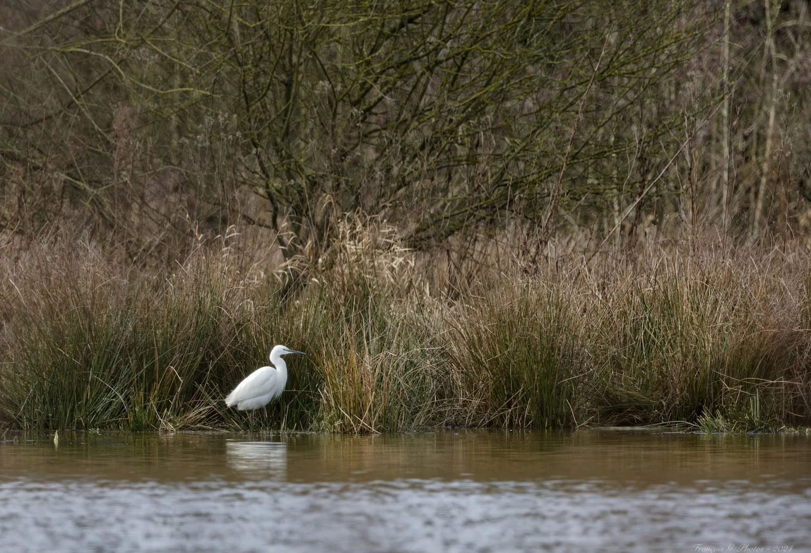 2024_01_27-Aigrette-garzette-1.jpg