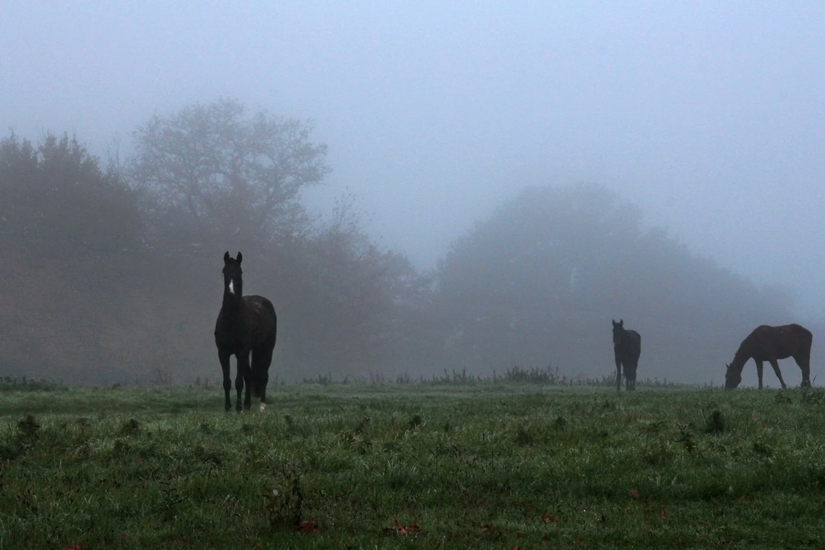 chevaux-dans-le-brouillard.jpg
