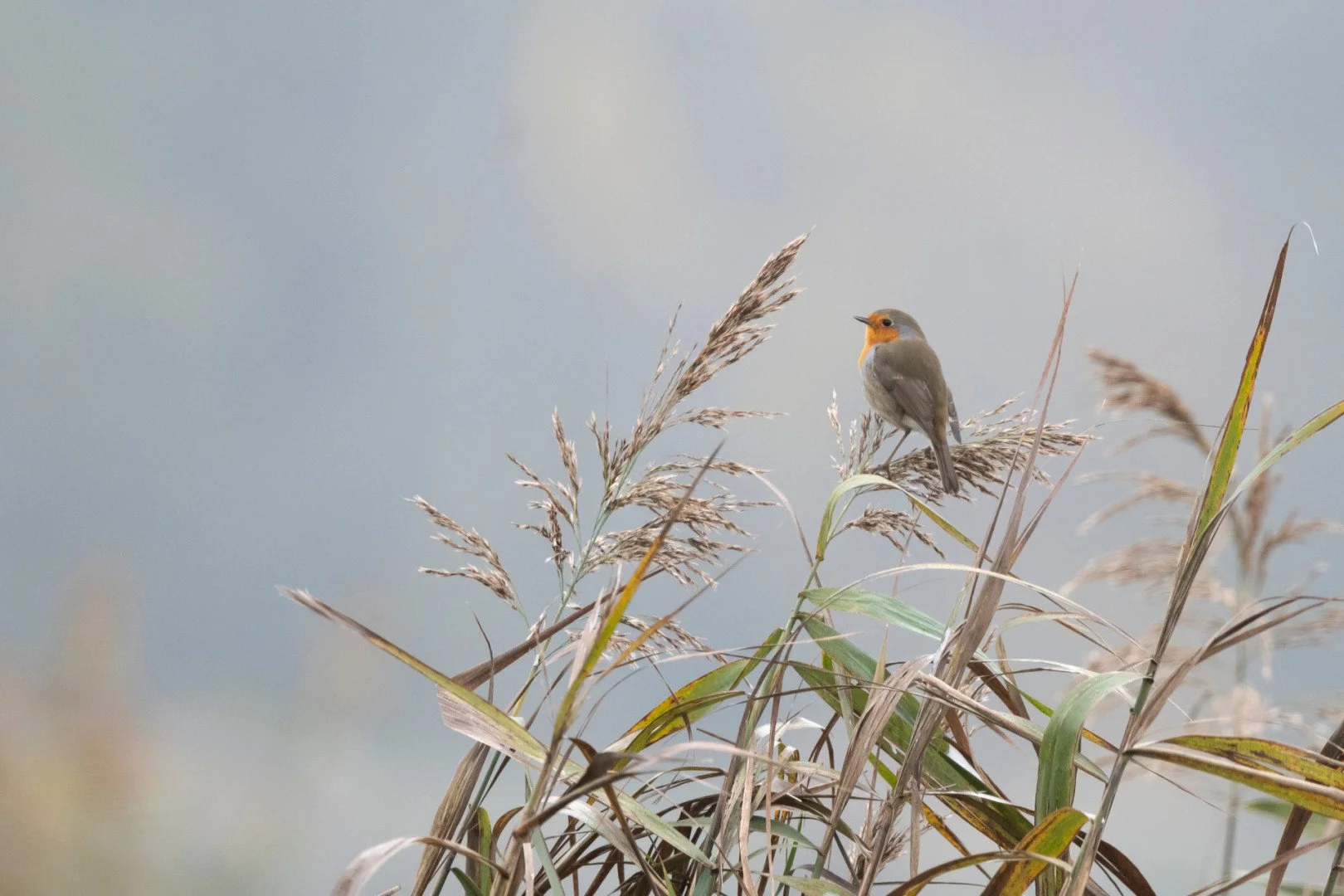 BH112024-1-rouge-gorge.jpg