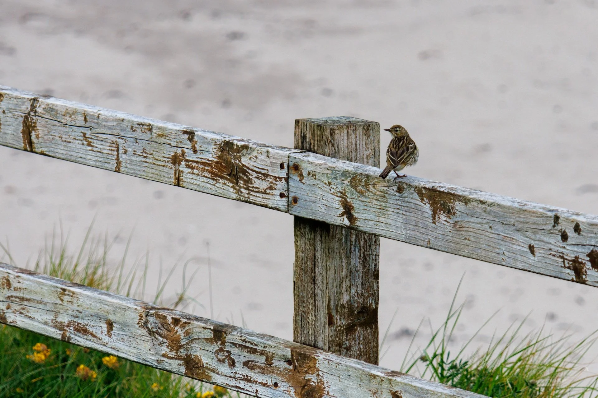 CB-0526-Pipit farlouse.jpg