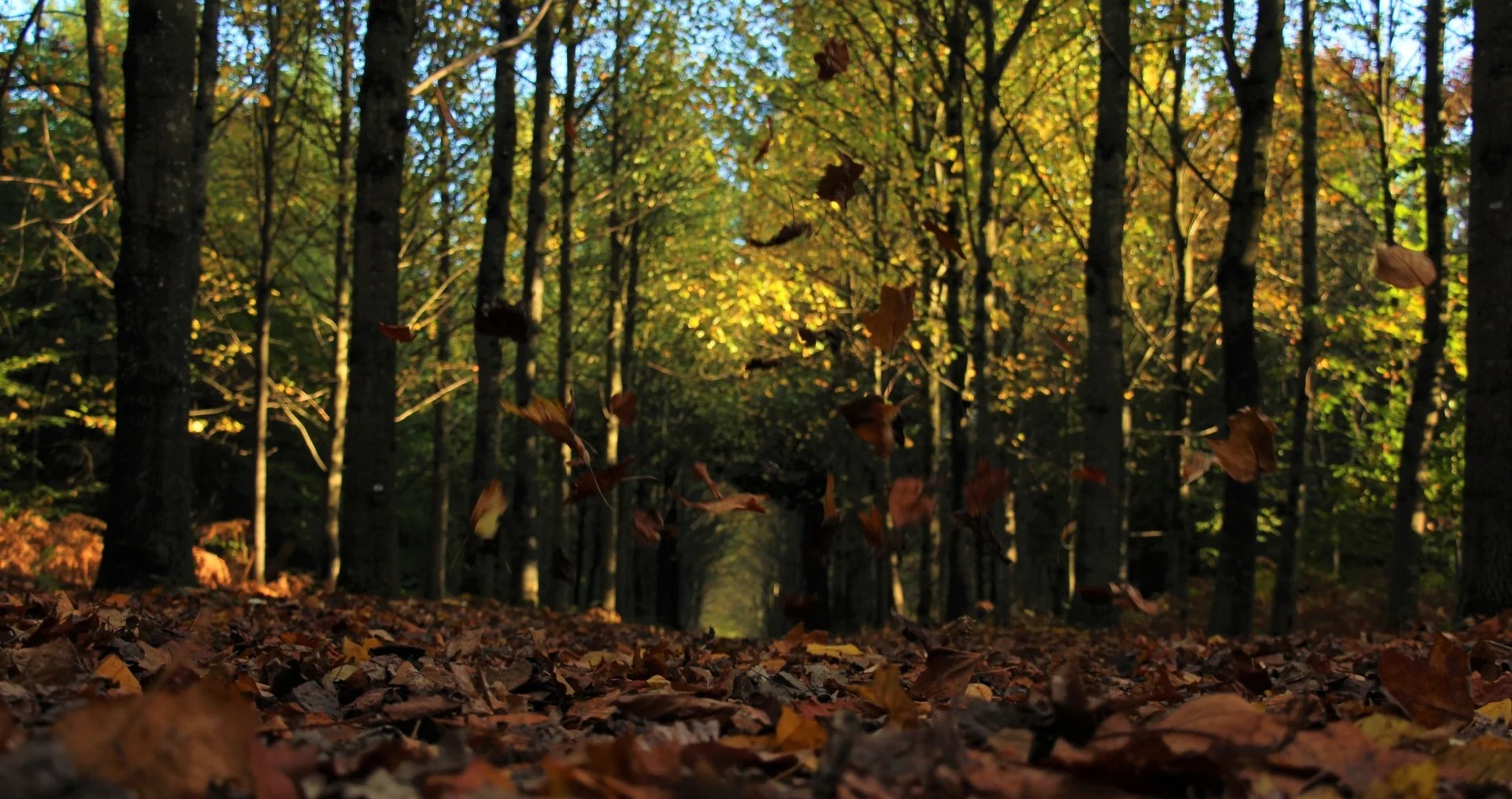 Automne.JPG