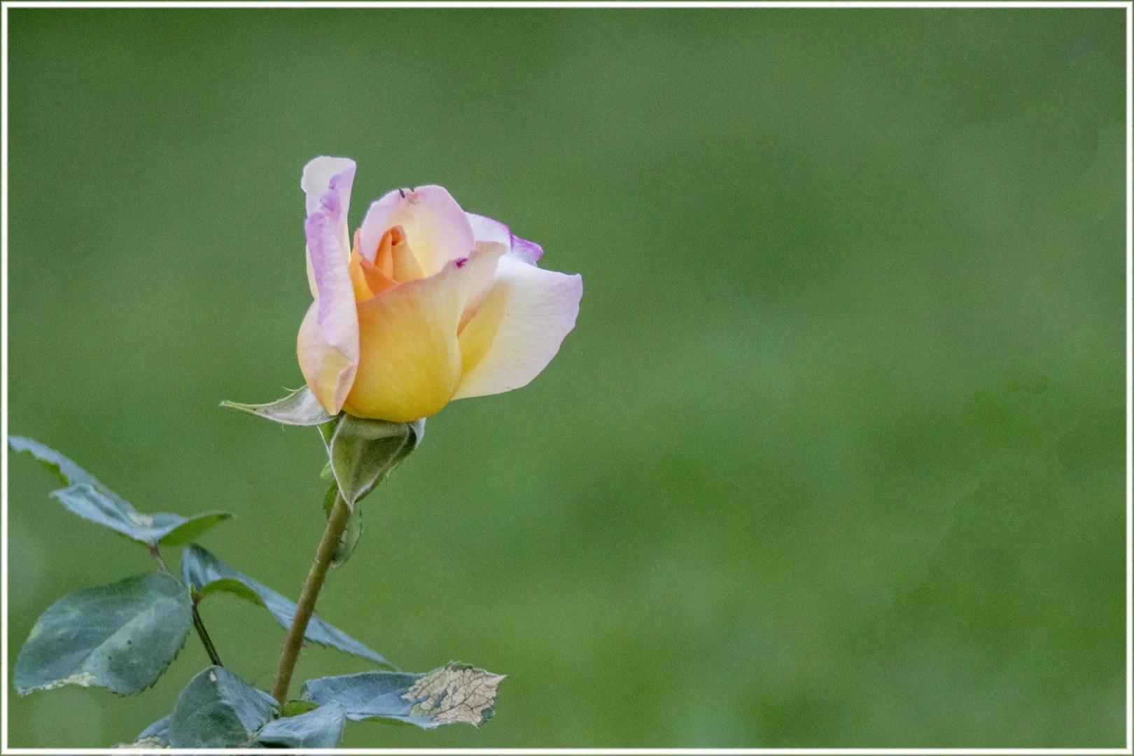 Roses de mon jardin