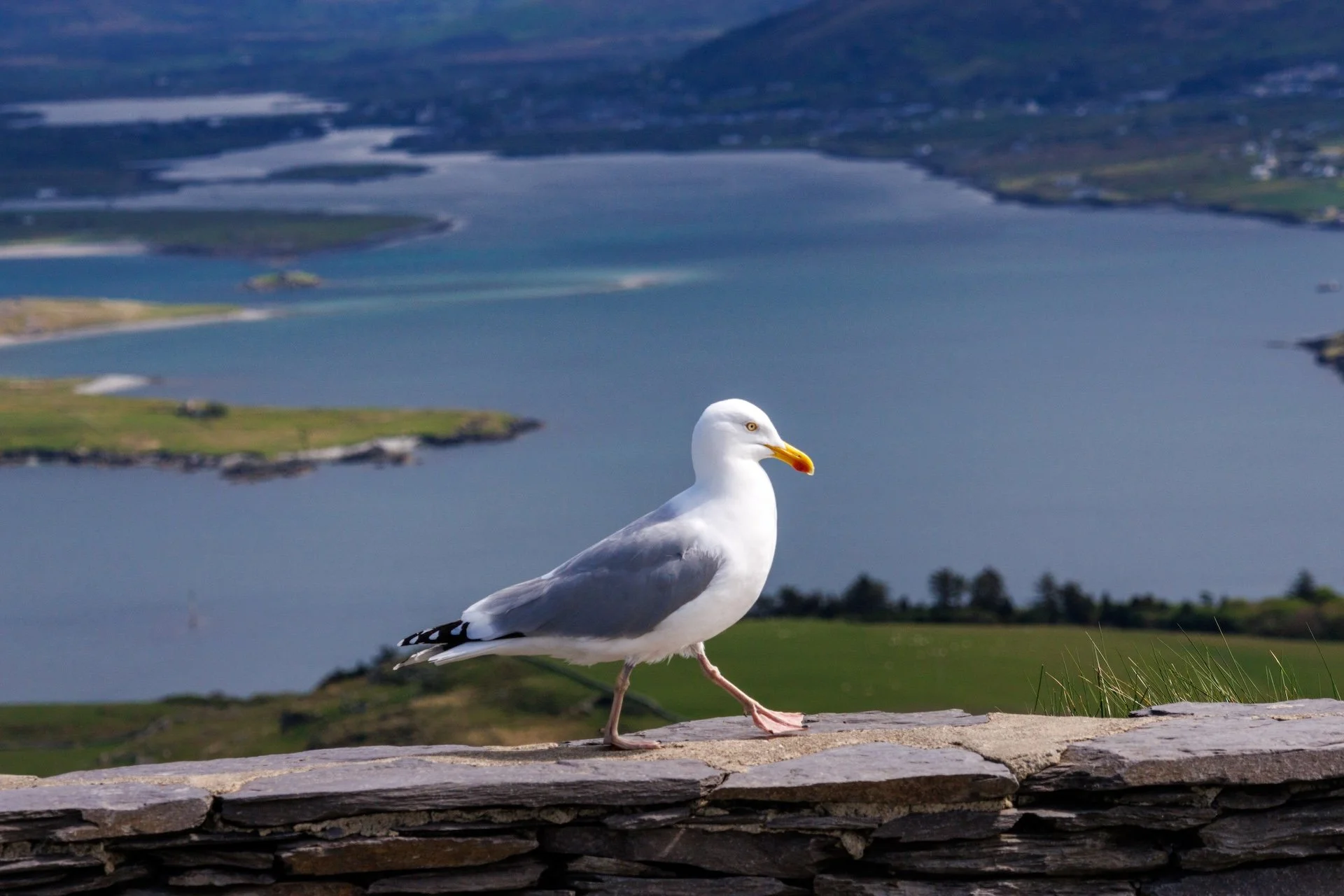CB-0526-Goéland.jpg