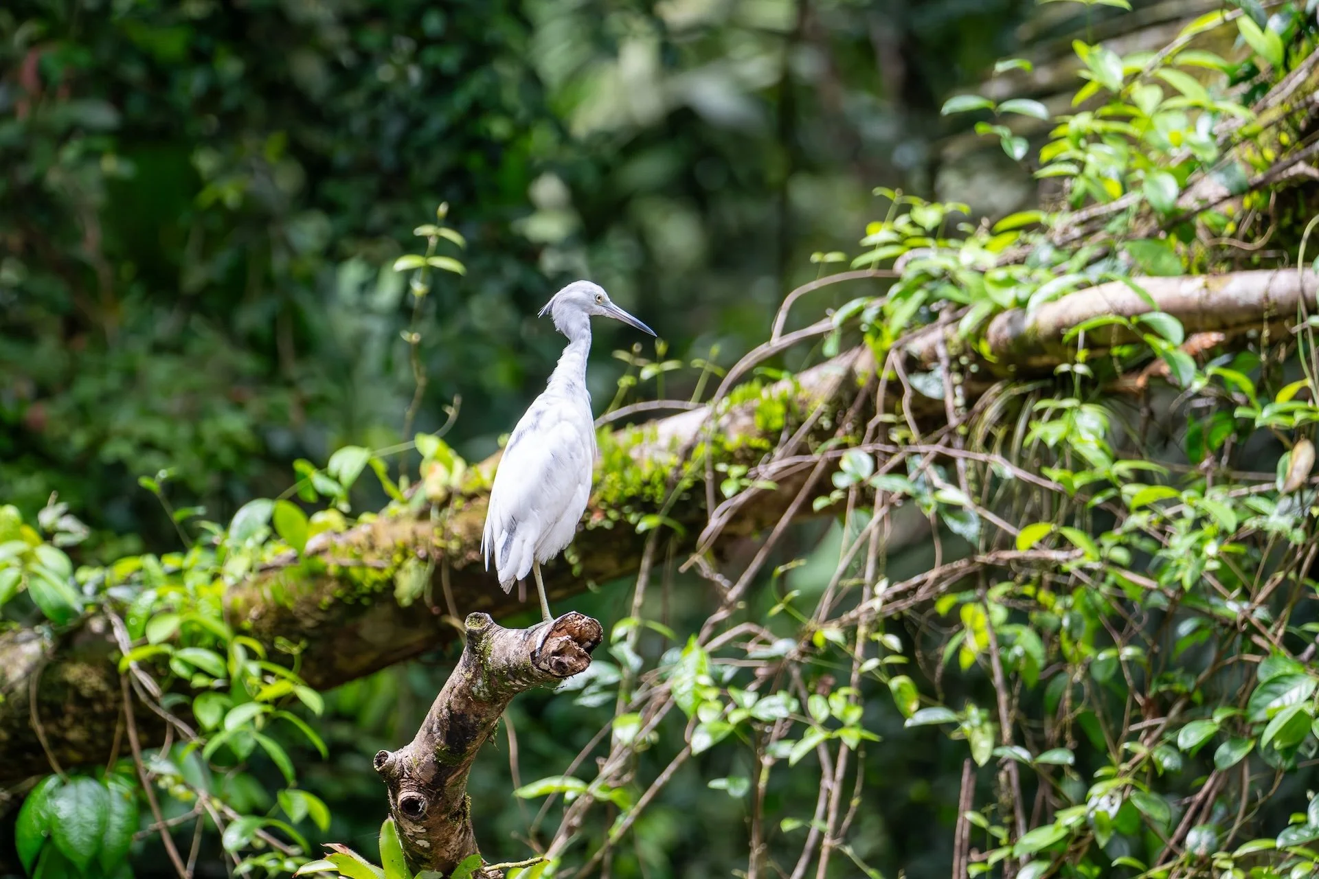 01-04-HM26 Little Blue Heron Juvenile DSC_8854.jpg