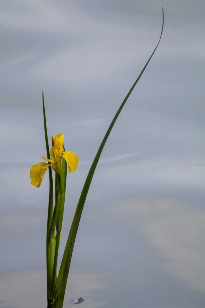 Iris-.jpg