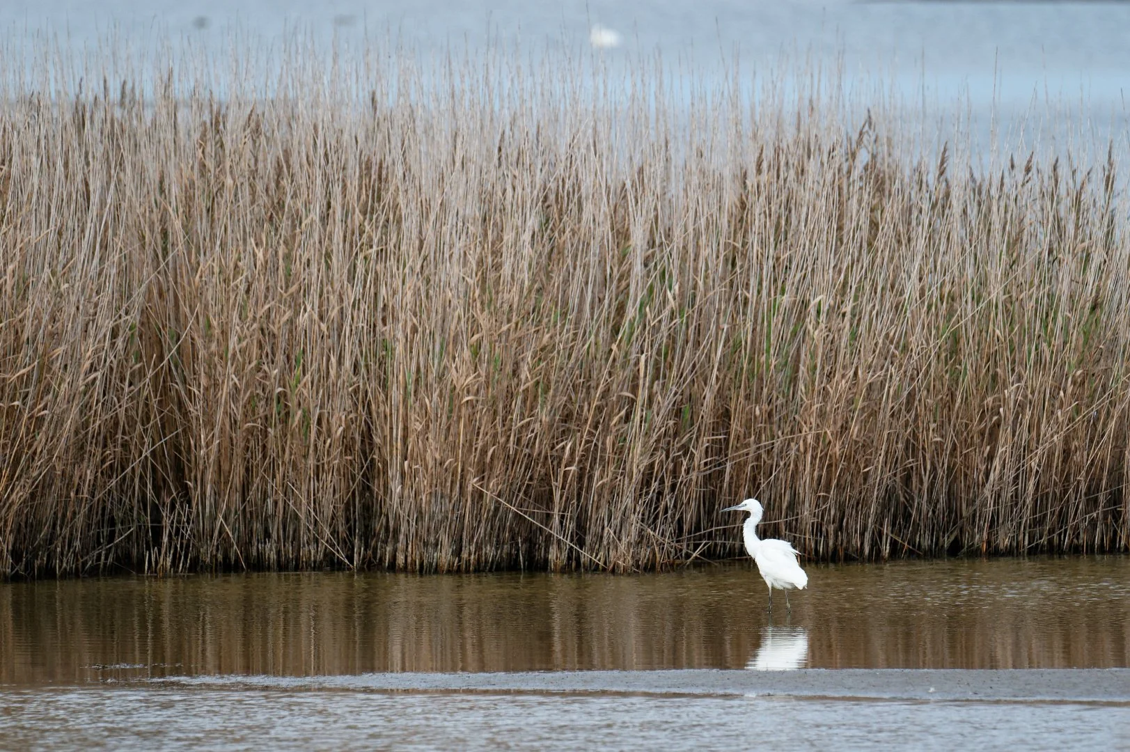 Aigrette_Garzette_02.jpg