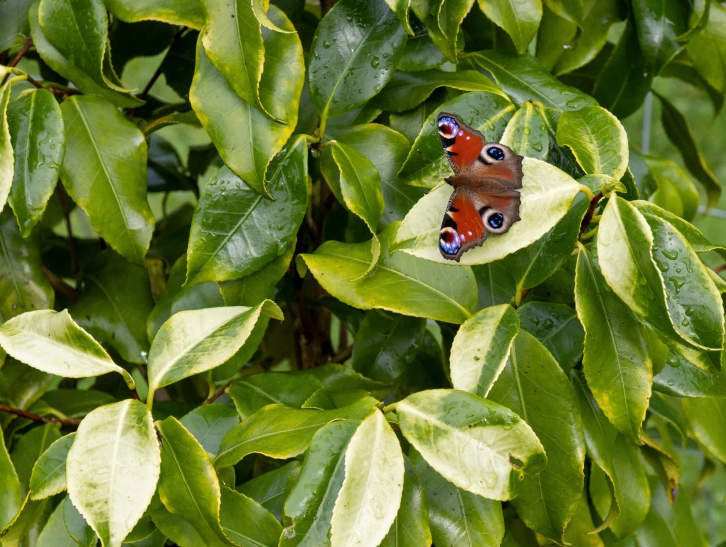 LD-09-23-Papillon.jpg