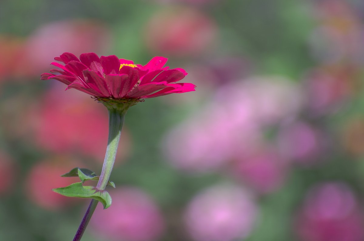 43-zinnia.jpg