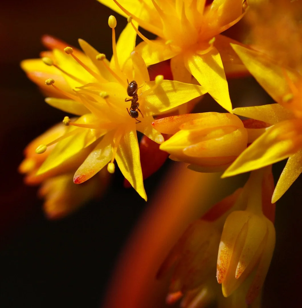 Fourmi-sur-sedum-.jpg