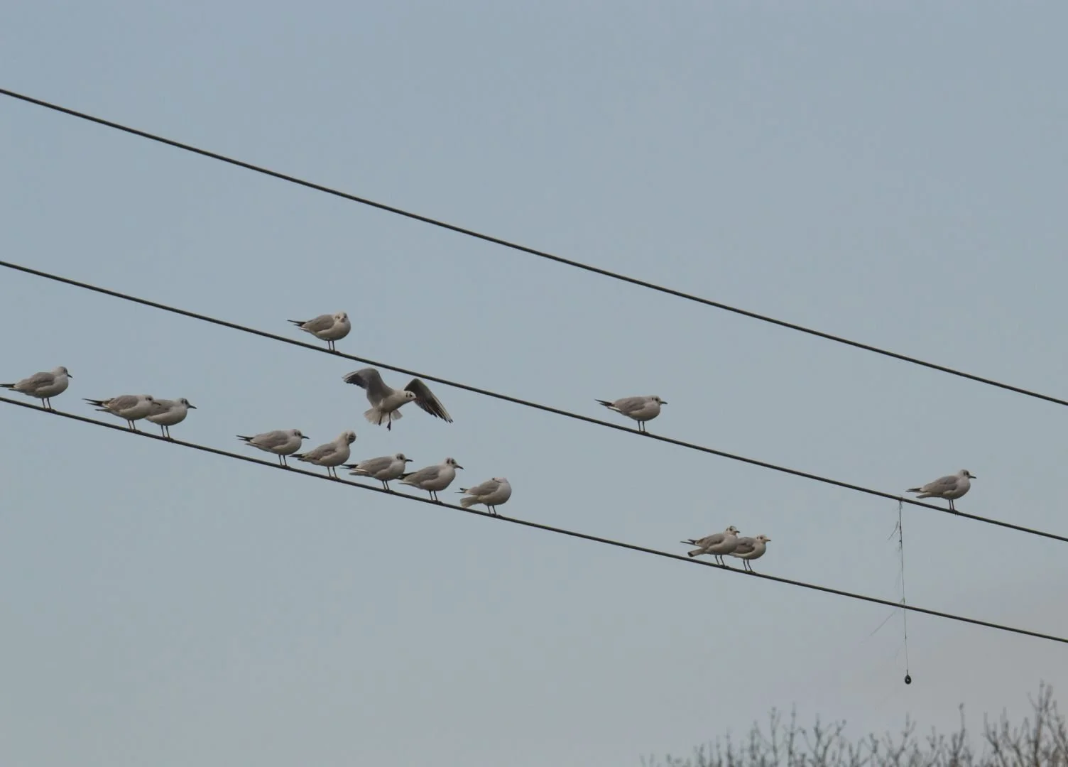Groupe_Mouettes_Rieuses_F9_1-2000sec_800Iso_350mm.jpg