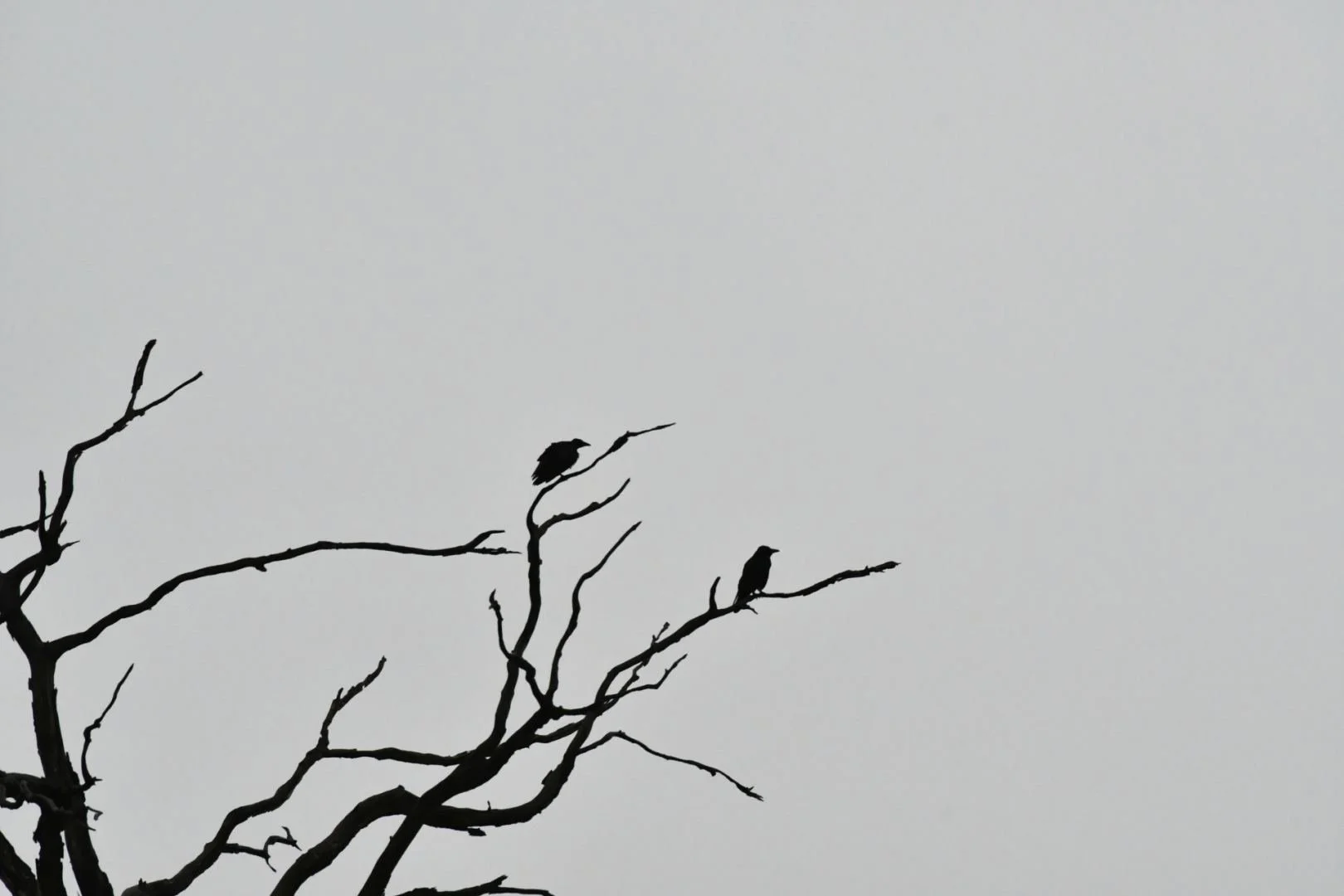 Maitre-Corbeau.jpg